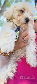 Maltipoo 