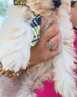 Maltipoo 