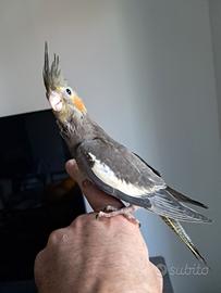 Pappagallo calopsite