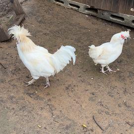 Trio di padovane ciuffate allevate in purezza