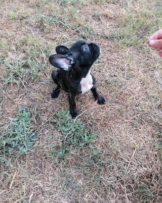 Bulldog francese