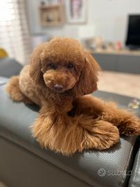 Barbone Red Nano per Monte " Accoppiamento"