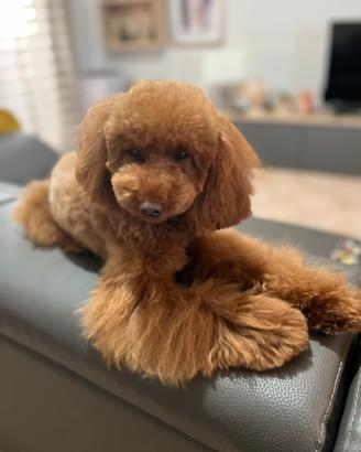 Barbone Red Nano per Monte " Accoppiamento"
