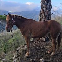 Cavalla zona Monreale