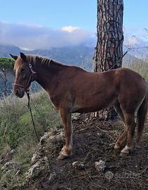 Cavalla zona Monreale