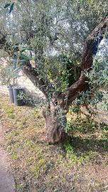 Ulivi centenari