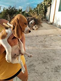 Cucciolo Beagle originale