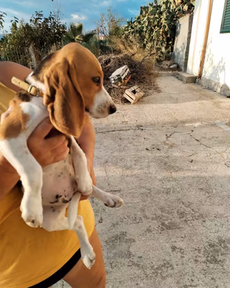 Cucciolo Beagle originale