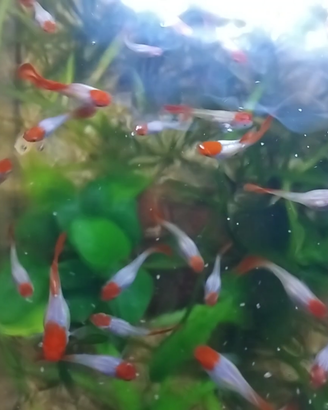 Guppy koy red
