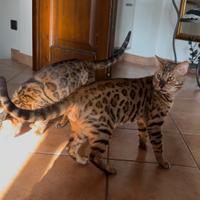 Gatto bengala disponibile per accoppiamento