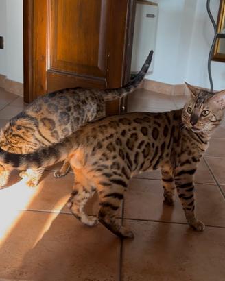 Gatto bengala disponibile per accoppiamento