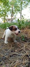 Jack russell terrier 