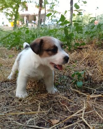 Jack russell terrier 