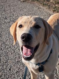 Cucciolo di Labrador retriever