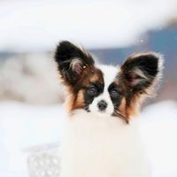 Papillon cucciolo