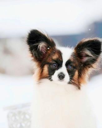 Papillon cucciolo