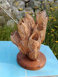 conchiglia Sudamerica si base legno