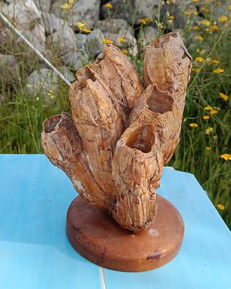 conchiglia Sudamerica si base legno