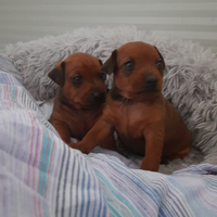 Cuccioli di simil pinscher nano zwergpinscher