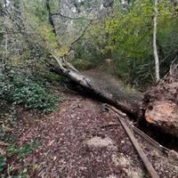 Legno di Quercia di Alta qualità