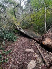 Legno di Quercia di Alta qualità