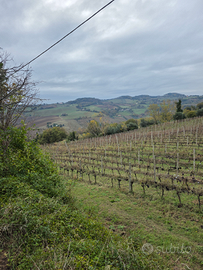 Vigneto Biologico Rosso Conero D.O.C