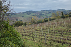 Vigneto Biologico Rosso Conero D.O.C