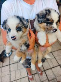 Cuccioli Pastore australiano australian shepherd