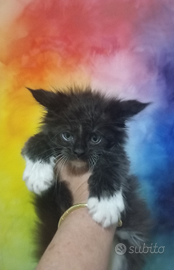 Maine Coon kitten
