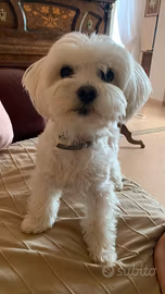 Cuccioli maltesi
