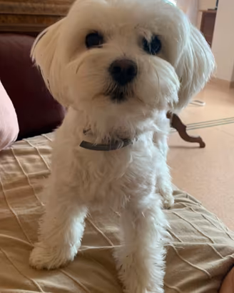 Cuccioli maltesi