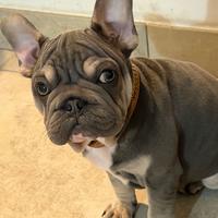 Bulldog francese big rope