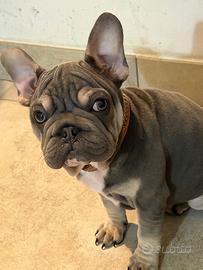 Bulldog francese big rope