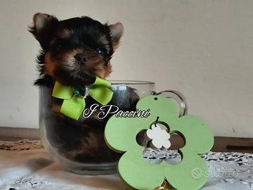 Mini mini mini Yorkshire Terrier