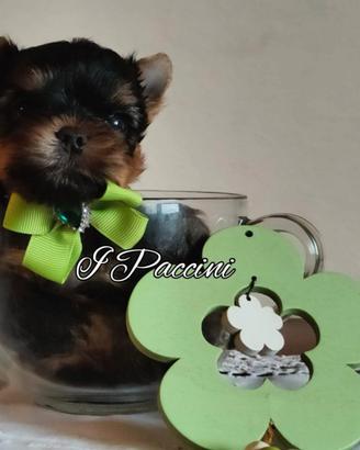 Mini mini mini Yorkshire Terrier