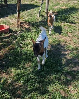 Capra tibetana