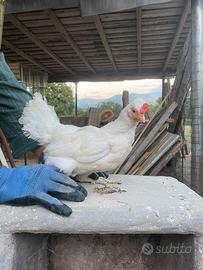Galline nane