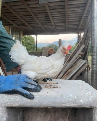 Galline nane