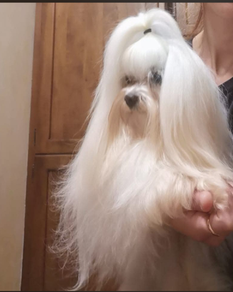 Maltese per monta