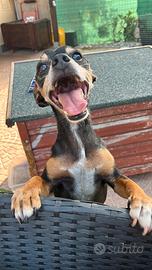 Pinscher incr., ciccio