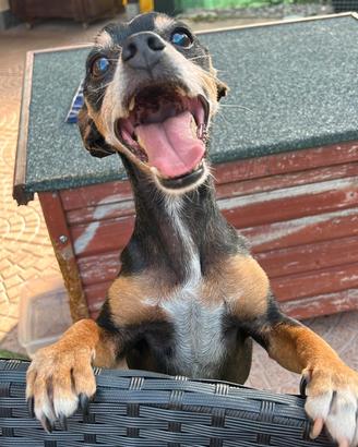 Pinscher incr., ciccio