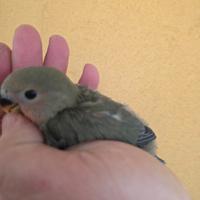 Inseparabile da imbecco verde testa arancio