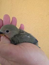 Inseparabile da imbecco verde testa arancio