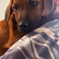 Kala e Sita cucciole di razza Rhodesian Ridgeback