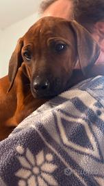 Kala e Sita cucciole di razza Rhodesian Ridgeback