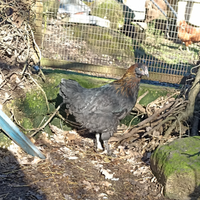 Gallina marans