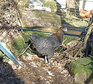 Gallina marans