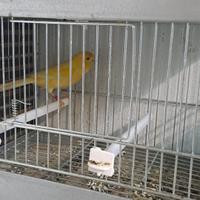 Canarino malinois maschio 2025