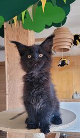 Gattini di maine coon