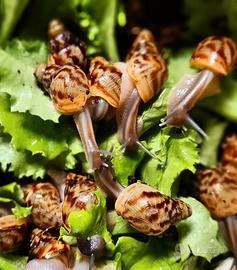 Chiocciole africane - Reticulata dark